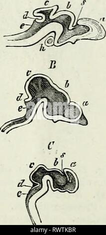 . Éléments de l'anatomie comparée. Anatomie, comparatif. Moelle de ...