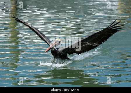 Pélican brun (Pelecanus occidentalis), l'atterrissage sur l'eau de rose Marina, Marco Island, Floride, USA Banque D'Images