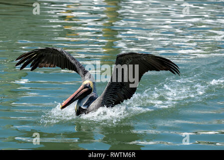 Pélican brun (Pelecanus occidentalis), l'atterrissage sur l'eau de rose Marina, Marco Island, Floride, USA Banque D'Images