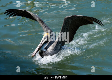 Pélican brun (Pelecanus occidentalis), l'atterrissage sur l'eau de rose Marina, Marco Island, Floride, USA Banque D'Images