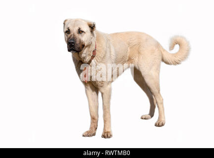 (Chien de berger d'Anatolie kangal sivas) dans les régions isolées sur fond blanc Banque D'Images