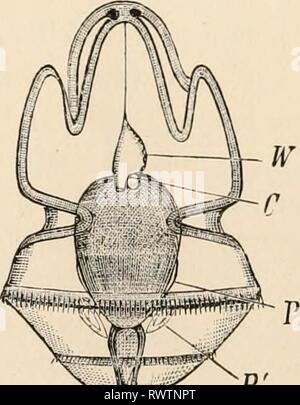 Texte-livre élémentaire de zoologie (1884) texte-livre élémentaire de zoologie0101elementarytextbo clau Année : 1884 0 a - i/7, ^^-^ P' FIG. 2l2,n, l. - Tnrmirin (larve après E. Metschnikoff). u, vu Banque D'Images