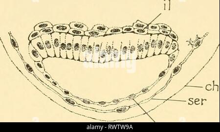 L'embryologie d'insectes et de myriapodes ; l'embryologie d'insectes et de myriapodes ; l'histoire du développement des insectes, mille-pattes, et de l'oeuf millepedes desposition [ !] embryologyofinse à couver à joha00Année : 1941 trichoptères lépidoptères et 335 cellules de l'ectoderme (neuroblastes) de chaque côté de la rainure diviser et, plus tard, donner lieu à l'cordon nerveux. Les yeux composés apparaissent juste avant la révolution de l'embryon sur la surface de l'procephalic comme zones de réfraction lobes ronde, dans lequel, par la suite, six taches rouge foncé apparaissent. À cette période l'ectoderme montre un épaississement de la région Banque D'Images