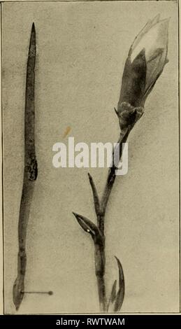 Botanique élémentaire (1898) botanique élémentaire elementarybotany00atki Année : 1898 CHAPITRE XLVII. D'AUTRES ÉTUDES SUR LA NUTRITION A CONCLU. 608. La nutrition des moules.-Dans le cadre de notre étude de Mucor, comme nous l'avons vu, la croissance végétative ou partie de l'usine, le mycélium, se trouve dans le substrat, qui contient les matières en solution, et les minces filets sont donc baigné de tous côtés par eux. Le mycélium absorbe les solutions aqueuses à travers l'ensemble du système des ramifica- tions. Lorsque la fructification debout les threads sont élaborés qu'ils tirent les matériaux pour leur croissance directement à partir du myc Banque D'Images