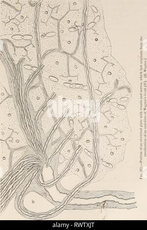 L'électro-physiologie (1896-1898) l'électro-physiologie humaine electrophysiolog02bied Année : 1896-1898 XI 363 poissons électriques dès qu'une brindille de myéline Wagner's end-balai a atteint la plaque avec lequel il est lié, et une partie de ce qui c'est d'innerver, branches de chaque côté, à environ un 'angle droit. Ce sont encore, et en myéline Banque D'Images