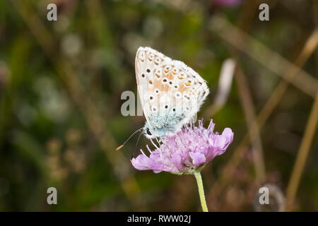 Un papillon bleu Chalk Hill (Polyommatus corydon) se nourrissent d'une fleur. Banque D'Images