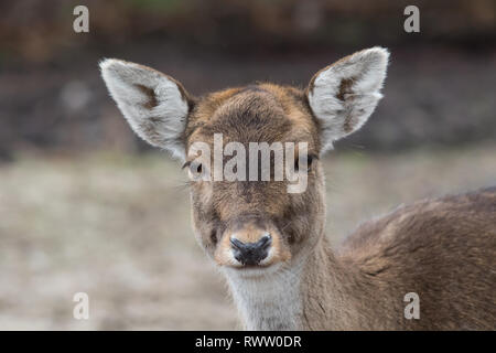 Un close up head shot d'une biche en captivité le daim (Dama dama). Banque D'Images