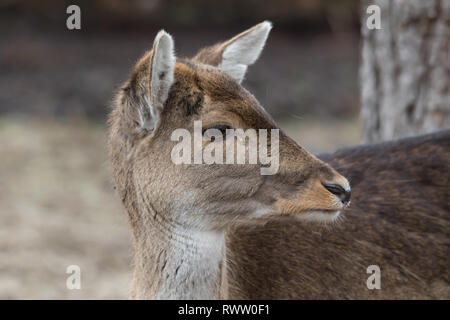 Un close up head shot d'une biche en captivité le daim (Dama dama). Banque D'Images