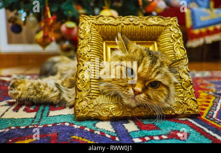 Le brown tabby duveteux pussycat poses en vintage monture en bronze, allongé sur le tapis. Banque D'Images