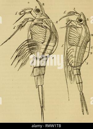 Texte-livre élémentaire de Zoologie, Général Banque D'Images