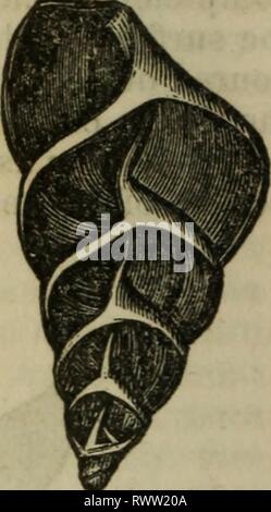 Éléments de zoologie, ou des éléments naturels, de zoologie, ou, histoire naturelle des animaux / éd. par D.M. Reese elementsofzoolog00rees Année : 1849 448 zoologie. 776. La tête du Nautilus prend en charge un grand disque charnu, sur laquelle on croit que l'animal se traîne sur le bas ou les côtés de l'océan, comme un escargot sur son pied. L'animal fréquente les eaux profondes ; et s'il se rencontre parfois à la surface, il coule sur le moins d'alarme, de sorte qu'il a été très rarement prise en compte, même si la coquille vide est si commun. Cette puissance de montée et de descente dans l'eau apparaît dans une certaine mesure, con Banque D'Images