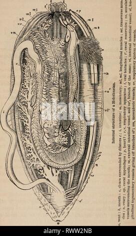 Éléments d'un des éléments zoölogy zoölogy : un livre elementsofzolo00tenn année : c1875 444 ECHlNODEliMATA : RADIATA. Banque D'Images