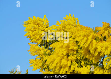 Close-up de Mimosa en fleurs, d'argent, de mimosa Acacia dealbata Banque D'Images