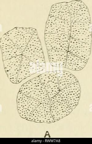 Éléments d'histologie (1898) Éléments d'histologie elementsofhistol00klei Année : 1898 296 éléments d'Histologie. à cet égard, les cellules ressemblent à celles du pancréas. {Voir pp. 330-2.) 240. Langley a indiqué (Fig. 193) que, pendant la période préparatoire à la sécrétion des cellules tapissant les acini pancréatiques des glandes salivaires séreux devenir en- larged et travaillé avec des granules secondaires : au cours de la sécrétion ces granules sont utilisés, de sorte que la Banque D'Images