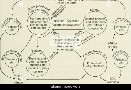 Éléments d'écologie (1954) Éléments de l'écologie de l'elementsofecolog00Cl Année : 1954 La décomposition et la transformation 299 genres Nitrosomonas et Nitrosococcus, et l'oxydation des nitrites en nitrates est réalisée par des bactéries du genre Nitrobacter. La fourniture d'azote disponible dans le sol et dans l'eau peut s'ajouter à la suite de la fixation de l'azote par les bactéries spécialisées appartenant aux genres Azotobacter (aérobie) et clos- tridium (anaérobie), qui sont la vie libre, et de Rhizobium, qui vivent en symbiose dans les nodules sur certaines plantes supérieures, notamment : locust trees Banque D'Images
