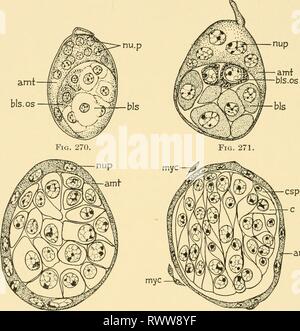 L'embryologie d'insectes et de myriapodes ; l'embryologie d'insectes et de myriapodes ; l'histoire du développement des insectes, mille-pattes, et de l'oeuf millepedes desposition [ !] embryologyofinse à couver à joha Année : 194100EMBRYOLOGIE 318 D'INSECTES ET DE MYRIAPODES Le deuxième globule polaire (BL) et l'intérieur du noyau (A2) du premier globule polaire maintenant fusionnent pour former le noyau polaire, ou le soi-disant "paranucleus" (Fig. 267,7ui. p), l'extérieur du noyau (Al) du premier globule polaire plus tard sous- allant de la dissolution. Que seulement deux et pas les trois corps polaires entre dans la formation du noyau polaire (paranucleus) je Banque D'Images