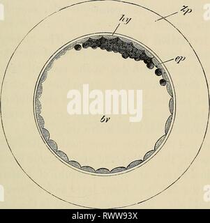 Les éléments d'embryologie (1883) Les éléments d'embryologie humaine elementsofembryo00fost Année : 1883 X.] BLASTODEEMIC vésicule. 315 environ 0'09 mm. - la taille de l'ovule à l'issue de la segmentation à environ 0'28 de diamètre. Il est en- fermé par la zona radiata et la couche albumineuses Fig. 96. L'Eabbit Ovum entre 70 à 90 heures après l'imprégnation. (D'après E. van Beneden.) hv. cavité de vésicule (jolk blastodermic-sac), ep. couche externe ; hy. masse intérieure ; Zp. enveloppe albumineuse. autour de lui. La vésicule blastodermic continue d'agrandir rapidement, et pendant le processus la masse intérieure subit un important cha Banque D'Images