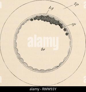 Les éléments d'embryologie (1889) Les éléments d'embryologie humaine elementsofembryo fostuoft Année : 188900bout 0'09 mm. - la taille de l'ovule à la clôture jgmentation à environ 0'28 de diamètre. Il est en- osed par la zona radiata et la couche albumineuses Fig. 96.  :.] BLASTODERMIC vésicule. 315 de l'Ovum bAbbit entre 70 à 90 heures après l'imprégnation. (D'après E. van Beneden.) C. cavité d'blastodermic du sac vitellin (vésicules), ep. couche externe ; hy. masse intérieure ; Zp. enveloppe albumineuse. mound. La vésicule blastodermic continue d'ngrandes rapidement, et au cours de la j)rocessus la masse intérieure mdergoes changement important Banque D'Images