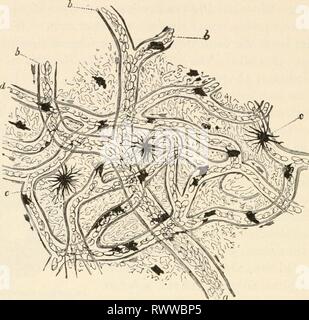 Éléments de biologie ; un des éléments pratiques de la biologie ; un texte utile-livre de corréler la botanique, la zoologie et la physiologie humaine elementsofbiolog00hunt Année : [c1907] 354 Physiologie humaine Trace l'artère jusqu'à ce qu'il éclate en très petits tubes, les capillaires. Notez que dans les capillaires le diamètre du tube est un peu plus que celui d'un corpuscule rouge. Suivez les capillaires jusqu'à ce qu'elles sont réunies pour former une veine. Quelle différence dans la circulation du sang est-ce que vous remarquez dans les veines ? La circulation capillaire dans le web d'un pied de la grenouille, comme vu imder le microscope composé ; a, b, sm Banque D'Images