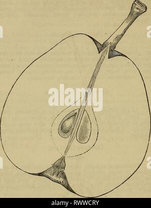 Elliott's fruit livre ; (1854) Elliott livre elliottsfruitboo fruits ; Année : 1854 elli01364 LA POIRE. La duchesse d'Angoulême. Duchesse d'Angoulême. De l'étranger. Une variété précieuse pour le marché, sur le coing, et sur le coing seulement. La haute culture de cette variété produit de très grandes et très bon ft' fruits, autrement il est indifférent dans la taille ou le caractère. Notre dessin est d'un petit échantillon. Fruits, grandes, oblongues, obovées, pyriforme jaune verdâtre terne, retrouvées et parsemé de russet ; tige, assez longue, le stout ; calice, moyenne, partiellement ouvert ; bassin, profond, inégaux ; core, ci-dessous moyen ; graines, de forme oblongue piriformes Banque D'Images