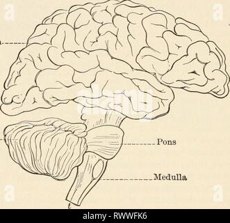 Éléments de biologie ; un des éléments pratiques de la biologie ; un texte utile-livre de corréler la botanique, la zoologie et la physiologie humaine elementsofbiolog00hunt Année : [c1907] 404 Physiologie humaine le cerveau de l'homme. - Dans l'homme, comme la grenouille, dans le système nerveux central est constitué d'un cerveau et de la moelle épinière dans un cas on entoura osseux avec les nerfs laissant^ il. Du cerveau, douze paires de nerfs sont émis ; trente-et-un plus quitter la moelle épinière. Le long du cours de certains de ces nerfs sont trouvés dorsale. Le cerveau comporte trois divisions. Le cerveau en font la plus grande partie. À cet égard, il diffère de Banque D'Images