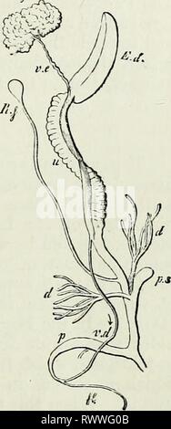 Éléments de l'anatomie comparée (1878) Banque D'Images