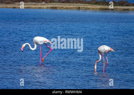 L'alimentation des flamants roses dans l'eau peu profonde, la réserve naturelle du delta, près de Brest, Catalunya, Espagne Banque D'Images