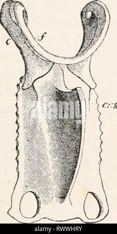 Éléments de l'anatomie comparée (1878) Éléments d'anatomie comparative elementsofcompar00gege Année : 1878 VEIiTEBKATA de sternum. US Banque D'Images