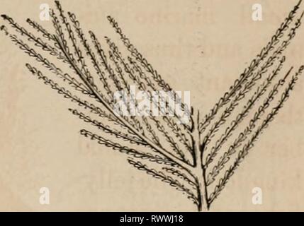 Éléments d'un des éléments zoölogy zoölogy : un livre elementsofzolo00tenn année : c1875 FIG. C96. Sertularia. FIG. 697. Banque D'Images