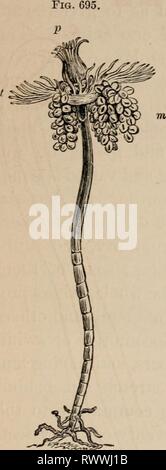 Éléments d'un des éléments zoölogy zoölogy : un livre elementsofzolo00tenn année : c1875. HYDROIDEA 403 FIG. C96. Banque D'Images