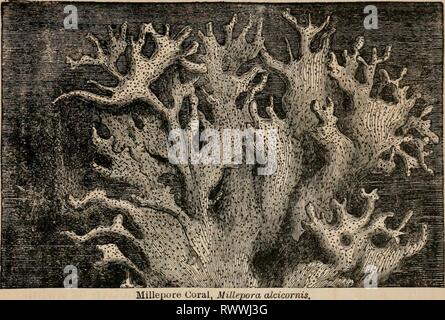 Éléments d'un des éléments zoölogy zoölogy : un livre elementsofzolo00tenn année : c1875. HYDROIDEA. débarrasser. 7rin. 465 de la Fia. 701. Banque D'Images