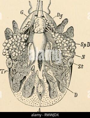 Texte-livre élémentaire de zoologie (1884) texte-livre élémentaire de zoologie0101elementarytextbo clau Année : 1884 400 ARACHNIDES. fusionnés avec le thorax. L'appareil est adapté pour mordre ou percer et coller,. La respiration, en règle générale, par le biais de la trachée. Le corps de la acariens est généralement petite et possède une forme non segmenté et stout. La tête, le thorax et l'abdomen sont soudés dans une masse commune (tig. 379). La forme de l'appareil buccodentaire varie extrêmement, et peuvent être adaptés, soit de mordre ou de perçage et de succion. Le chelicerse sont par conséquent parfois styles rétractiles, et Banque D'Images