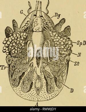 Texte-livre élémentaire de Zoologie, Général Banque D'Images