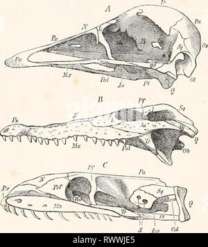 Éléments de l'anatomie comparée (1878) Banque D'Images