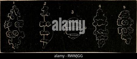 Éléments d'un des éléments zoölogy zoölogy : un livre elementsofzolo00tenn année : c1875 ALCYONARIA. 475 FIG. 713. FIG. 714. Banque D'Images