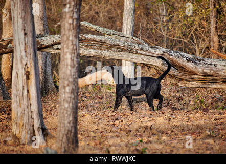 L'insaisissable Black Panther, melanistic leopard, Indiennes (Panthera pardus fusca), Guatemala City, la Réserve de tigres de Nagarhole, Karnataka, Inde Banque D'Images