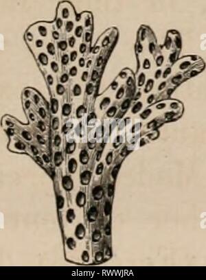 Éléments d'un des éléments zoölogy zoölogy : un livre elementsofzolo00tenn année : c1875 FIG. 724. Banque D'Images