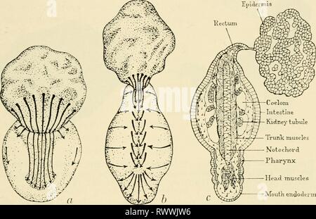 Les éléments d'embryologie expérimentale les éléments d'embryologie expérimentale elementsofexperi00huxl Année : 1963 ANNEXE I. En Exogastrulation Amphibia. Le travail d'Hohfreter (Arch. Entivmech. cxxix, 1933, p. 669 ; Biol. Zentralbl. Liii, 1933, p. 404) sur cette question n'est apparue qu'après la publication de ce livre était dans la page la preuve. Cependant, il est si important que nous avons décidé de le résumer en un appendice ; et ont pris l'occasion d'ajouter quelques autres points qui avaient été négligés. Endoderi MoutK muscles tête Fig. 213 dans Exogastrulation Amphibia (axolotl). Schémas de l'{a, b) la masse- m Banque D'Images