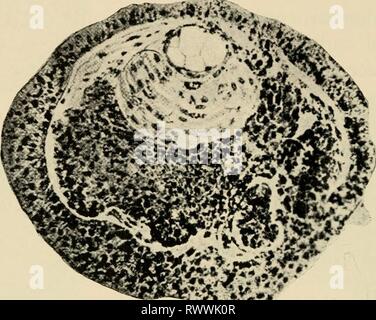 Les éléments d'embryologie expérimentale les éléments d'embryologie expérimentale elementsofexperi00huxl Année : 1963 484 Annexe a l'échec complet du système nerveux de se distinguer dans la partie ectodermique. La seule différence entre l'observable et de présomption de l'épiderme présomptif plaque neurale est que cette dernière montre une tendance autonome à l'allongement dans la direction de l'axe majeur de l'œuf. Nous verrons plus tard retour à l'absence de différenciations ectodermique. En contraste marqué avec cette incapacité de l'ectoderme est la capacité de l'endo-mésoderme pour l'autodifférenciation. Banque D'Images