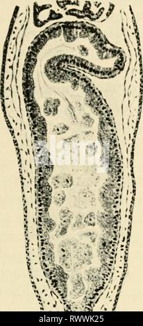 Les éléments d'embryologie expérimentale les éléments d'embryologie expérimentale elementsofexperi00huxl Année : 1963 ANNEXE 485 du pharynx), de la thyroïde (probablement), l'œsophage, estomac, poumons, foie, pancréas, intestin grêle et le rectum. Les différentes sections de l'intestin sont caractérisées par la même particularités histologiques comme dans l'animal normal, par exemple, de l'oesophage et ; glandes du typique Banque D'Images