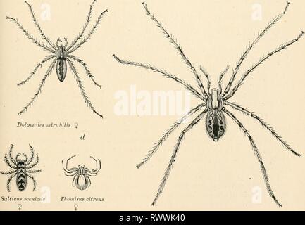 Texte-livre élémentaire de zoologie (1884) texte-livre élémentaire de zoologie0101elementarytextbo clau Année : 1884 ARANEIDA. 503 indique la possession de l'instinct très développé. La soi-disant vagrant les araignées n'ont pas, en général, la forme des filets pour attraper leurs proies, mais utiliser la sécrétion des glandes de la filature qu'à leur cacher- ligne de lieux et d'apporter leurs ovisacs. Ils attrapent leur proie soit en exécutant après celle-ci (ng. 40 fi, fj), ou par leur apparition sur elle (tig. 400, b). D'autres araignées (tig. 406, c) sont en effet en mesure d'i-im rapidement, mais ils rendent la tâche d'attraper la proie plus facile en faisant des bandes et des filets, Banque D'Images