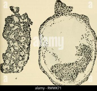 Les éléments d'embryologie expérimentale les éléments d'embryologie expérimentale elementsofexperi00huxl Année : 1963 ANNEXE 489 ectoderme isolées (voir fig. 13 et 219). Cela semble être dû en grande partie à la formation de vésicules mesenchymatous contenant du liquide, qui produisent une tension normale dans la vésicule ectodermic. Fig. 219 Organisation de l'épiderme, un épiderme irrégulières, froissé, d'axolotl exo- pas d'embryon constitué d'organisateur ; b à deux couches induite par l'épithélium de pré- sence du tissu conjonctif sous-jacent et les cellules de sang. (À partir de Holtfreter, .4z/ir. Entwmech. cxxix, 1933) Formulaire de neurones. Banque D'Images