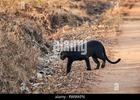 L'insaisissable Black Panther, melanistic leopard, Indiennes (Panthera pardus fusca), Guatemala City, la Réserve de tigres de Nagarhole, Karnataka, Inde Banque D'Images