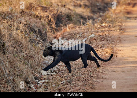 L'insaisissable Black Panther, melanistic leopard, Indiennes (Panthera pardus fusca), Guatemala City, la Réserve de tigres de Nagarhole, Karnataka, Inde Banque D'Images