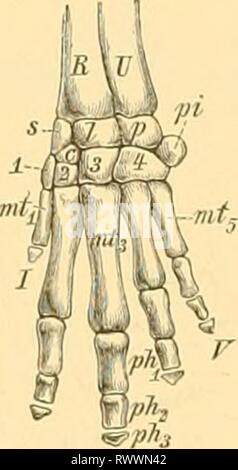 Elemente der paläontologie bearbeitet (1890) Banque D'Images