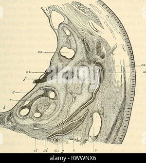 Embryologie, ou, Traité complet du Banque D'Images