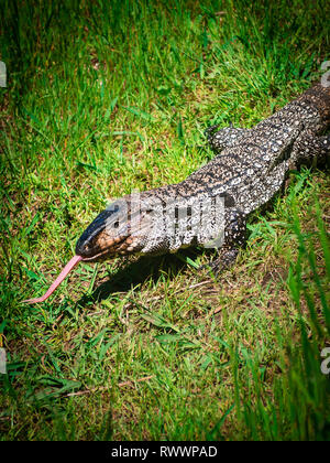 Lézard Overo ou lézard commun en Uruguay avec sa langue dehors, marcher dans l'herbe Banque D'Images