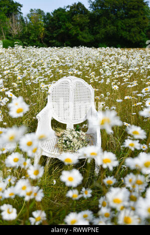 Un ancien président de la canne française se trouve en elle-même dans un champ de marguerites et de l'herbe et est entourée de fleurs à l'été Banque D'Images