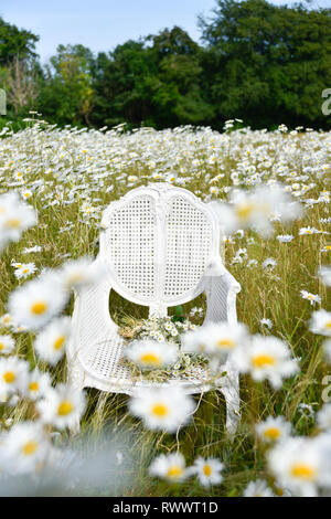 Un ancien président de la canne française se trouve en elle-même dans un champ de marguerites et de l'herbe et est entourée de fleurs à l'été Banque D'Images
