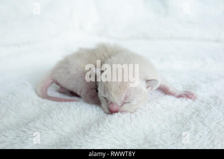 Nouveau-né de couleur beige clair chaton race birman sur la litière de la fourrure Banque D'Images